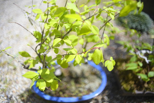 _DSC1866_3379bonnsainimoharu_Ed01