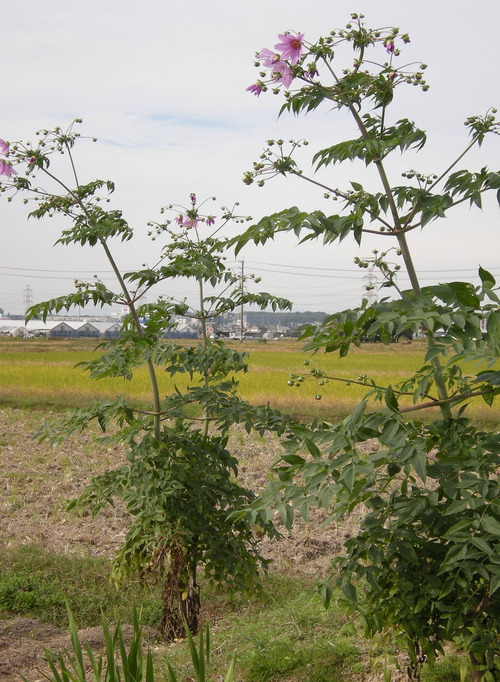 DSCN4064_1115fuyou_Ed01