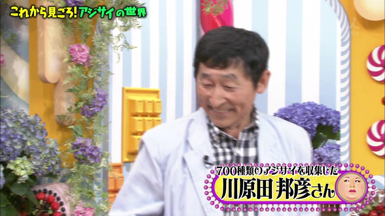 明石家さんまに似てるアジサイマニア 幸福の光 大谷派