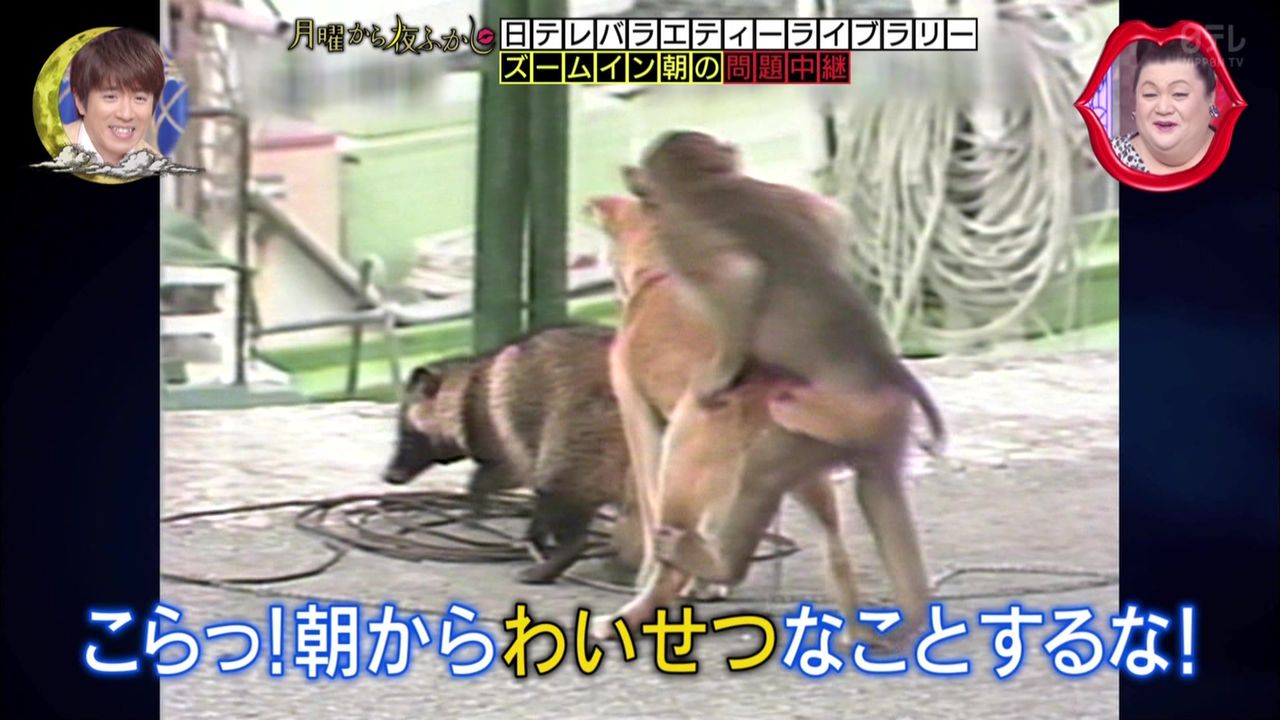 犬と交尾する猿 幸福の光 大谷派 犬と交尾する猿 幸福の光 大谷派