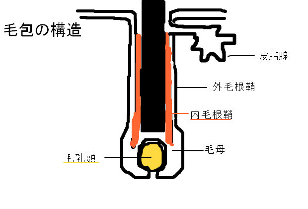 毛の基本、構造:育毛・発毛・育毛剤について分析。ブログ