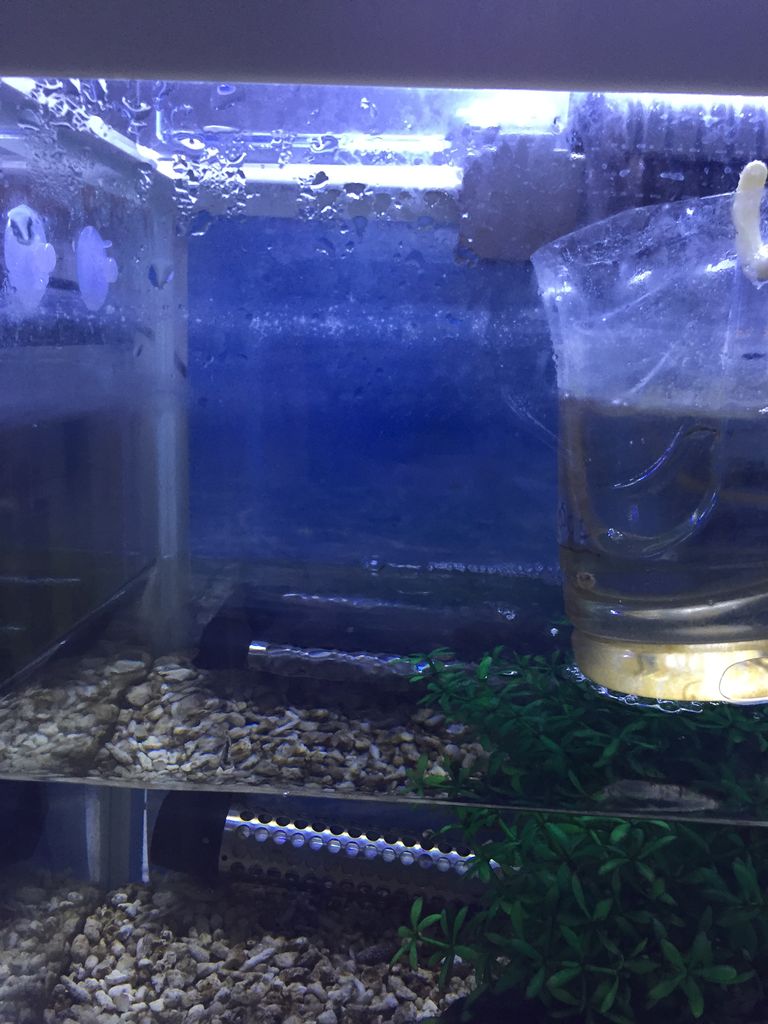 ｗ水槽の定例清掃 子供の成長とアベニーパファーの育成記録