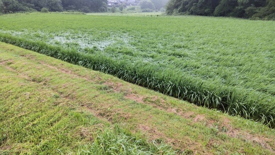 出来過ぎの稲 : 稲作と田舎の生活 (無農薬有機稲作)