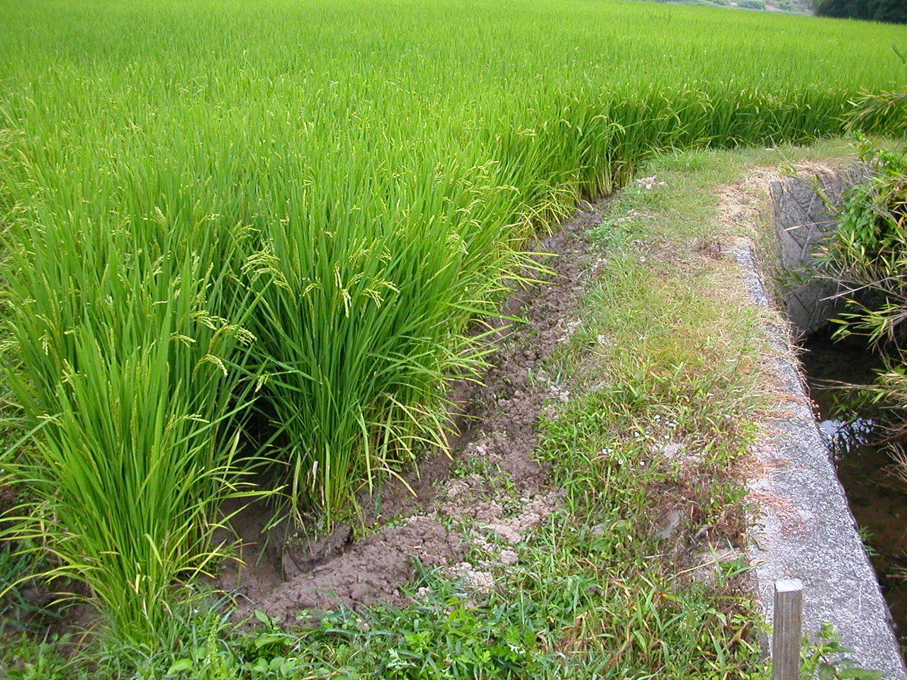 少し乾きました : 稲作と田舎の生活 (無農薬有機稲作)