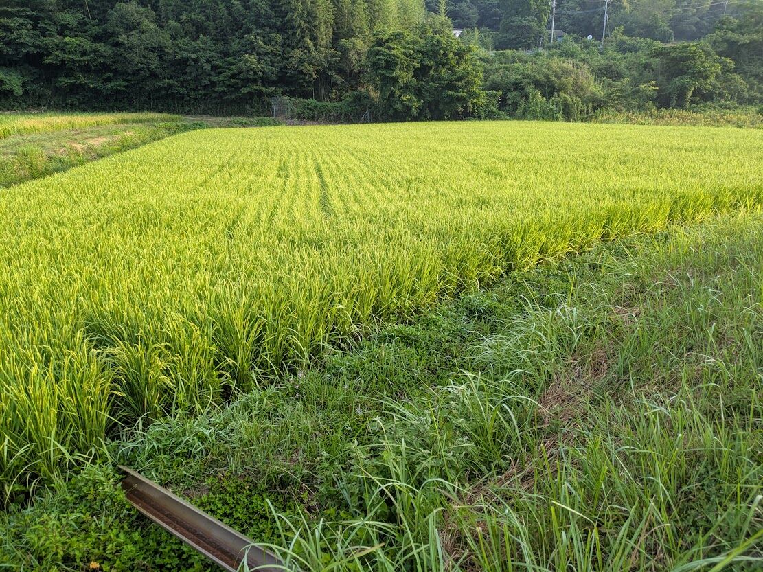慈雨 : 稲作と田舎の生活 (無農薬有機稲作)