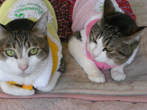 cat20100111 008