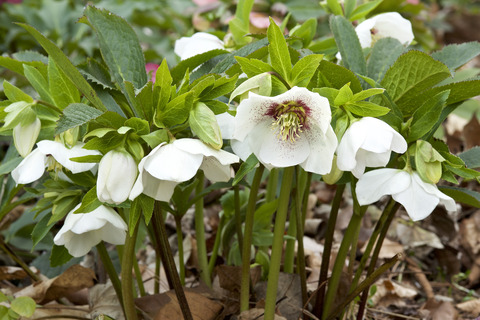 christmas-rose-uekibachi-s4