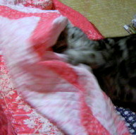 ホラーゲームの恐怖再び 前編 小梅と梅吉と株の道