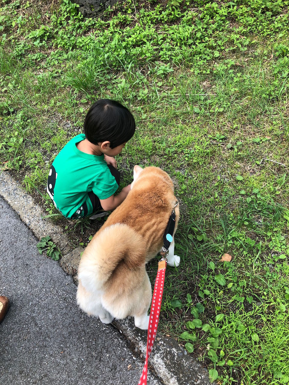 コメタンの前庭疾患 小梅な日々