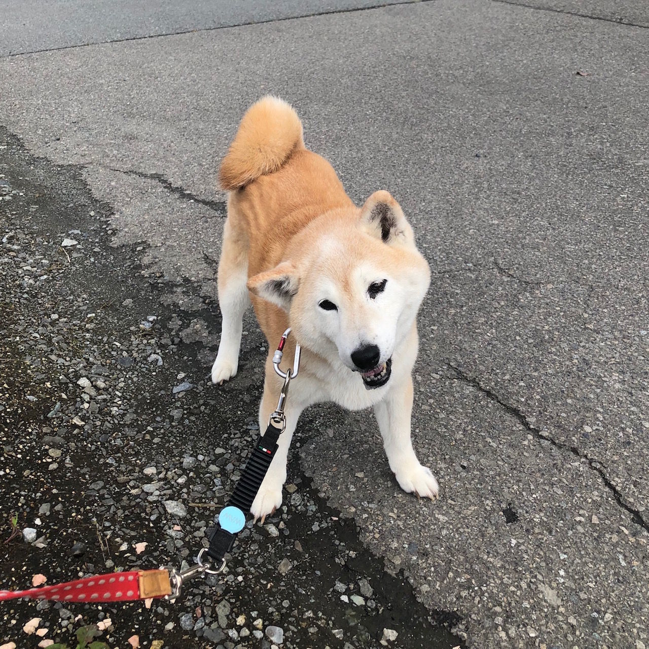 コメタンの前庭疾患 小梅な日々