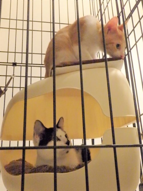 お迎え後の猫