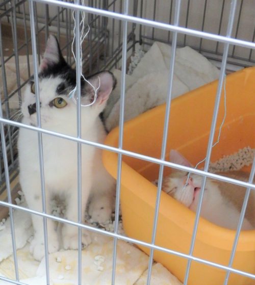動物保護施設の猫たち