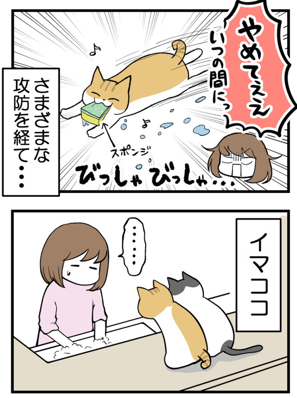 猫がカウンターに上っちゃう_3