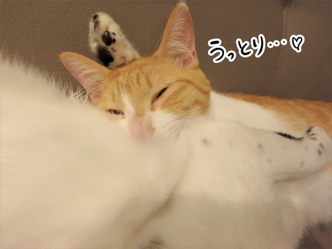 うっとり?猫