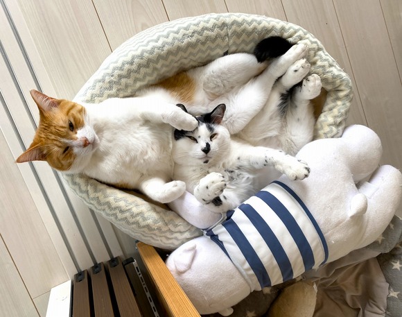 だらだら猫たち