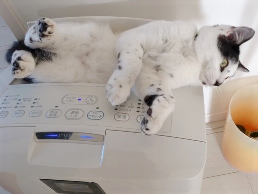 ヤタ