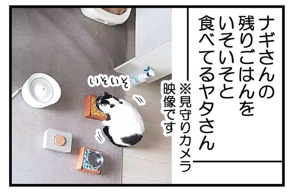 猫たちの性格が出るよね3