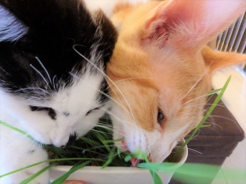 猫草と猫