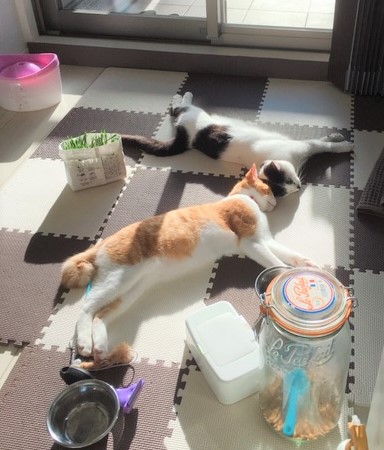 ヤタナギ(猫の画像)
