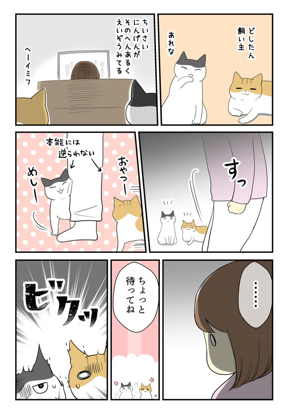 子供を諦めた私と猫たちと2