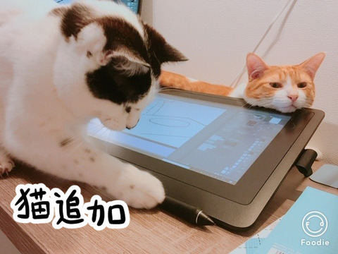 液晶タブレットと猫たち