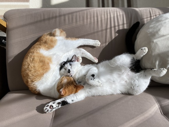 ねこたち昼寝