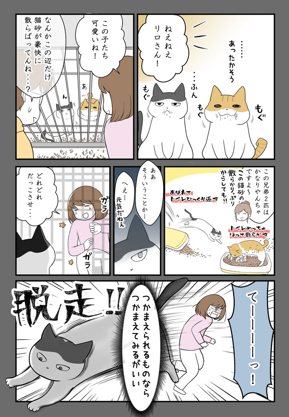 子供を諦めた私と猫たちと7