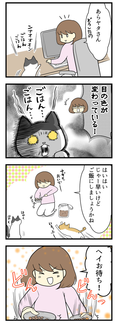 作業中、猫のヤタが鳴きながら近づいてきました。ご飯の要求で目の色が変わっています！ちょっと早いけれどご飯をあげることにしました