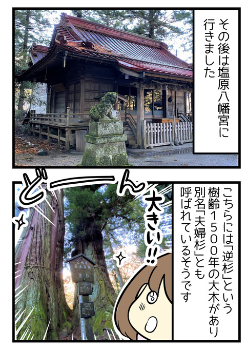 その後は塩原八幡宮へ行きました。ここには逆杉という樹齢1500年以上の大木があり別名夫婦杉とも呼ばれているそうです!