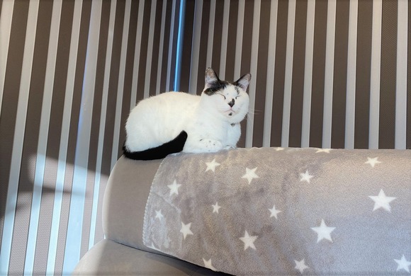 朝からふくふくヤタ