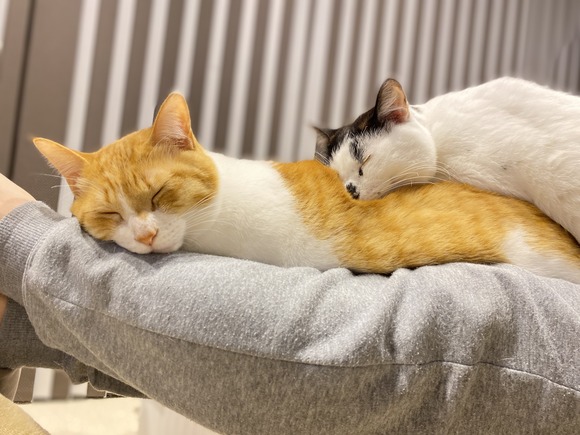 膝の猫