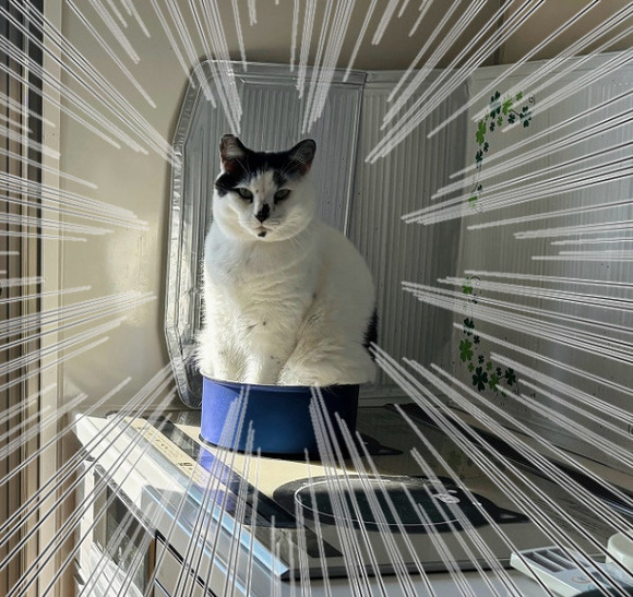 猫なべ2