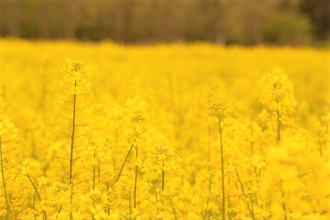 菜の花の写真