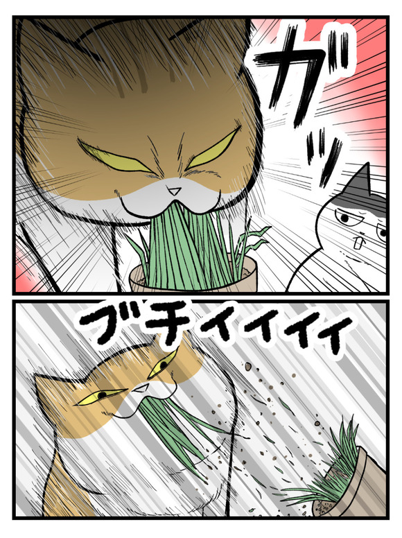 08.はじめての猫草2