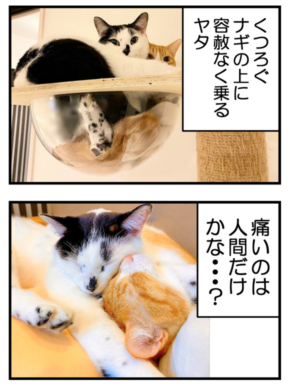 猫に踏まれると痛いけど猫はどうなの-4-