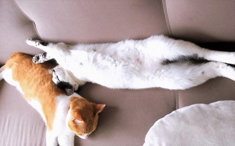 長く伸びるねこの画像