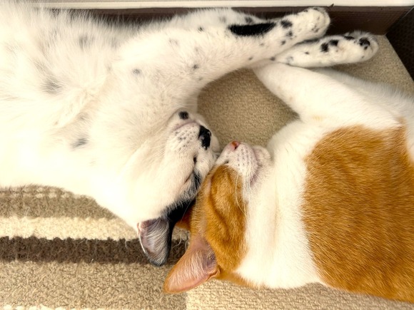 だらっと猫2