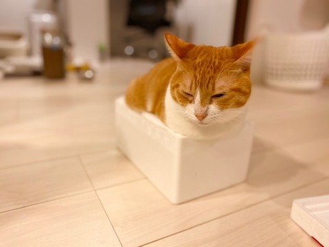 発泡スチロールにぎりぎり入る猫