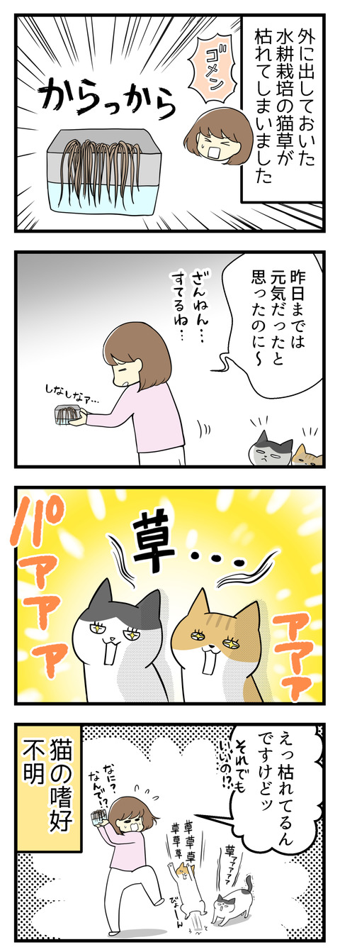 外に出していた水耕栽培中の猫草を枯らしてしまいました。捨てようとしたら猫たちがなぜか想定外の食いつきでびっくりしました！