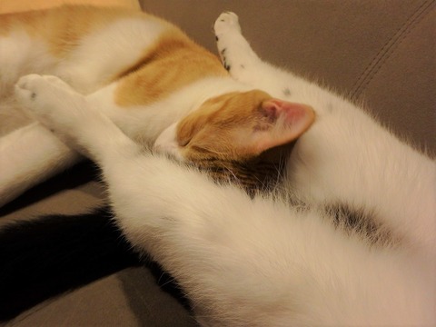 猫が猫の股でもふもふ