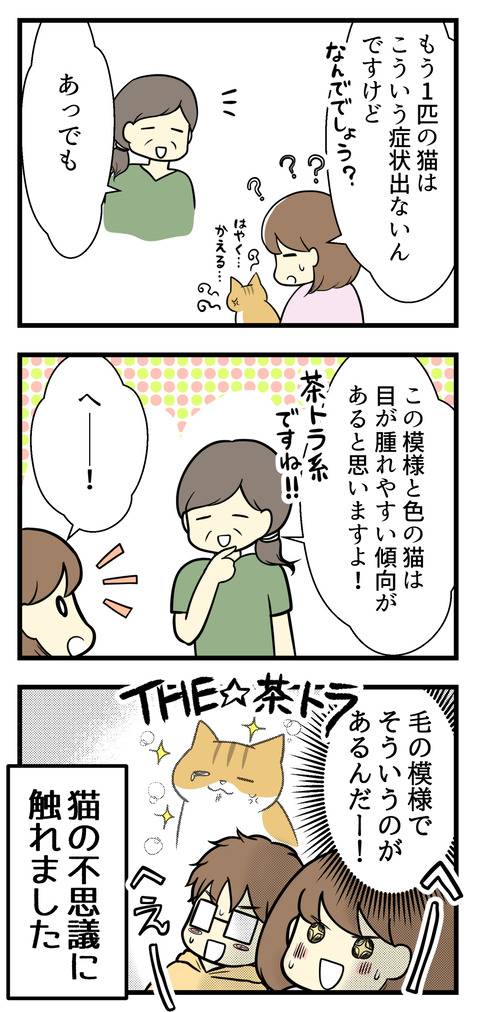 「もう1匹の猫はこういう症状は出ないんですが」と先生に言ってみると「茶トラの猫はなんでだか目が腫れやすい傾向があると思います!」と。猫の模様でそういうのがあるんだ!と感心した話