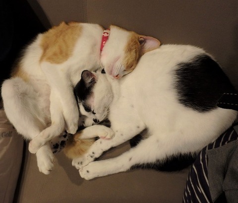 よく寝とる猫