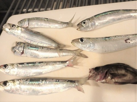 初釣果はメバルとアジ合計7匹