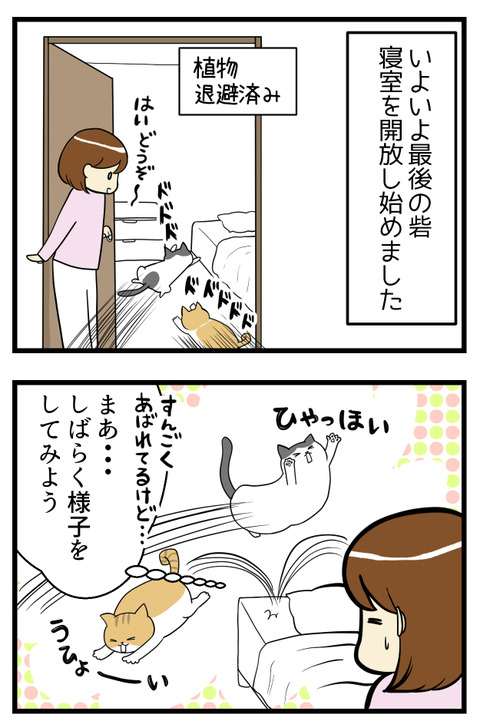 勇気を出して猫に寝室開放したら、新しいゾーンに入ってやたら暴れまくる猫たち・・・