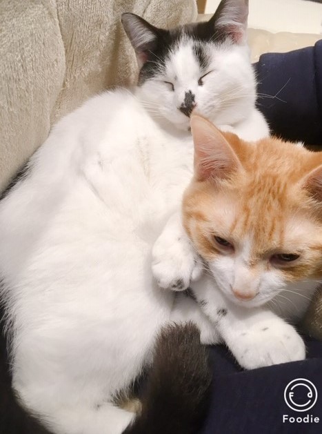 猫の毛もふもふ画像