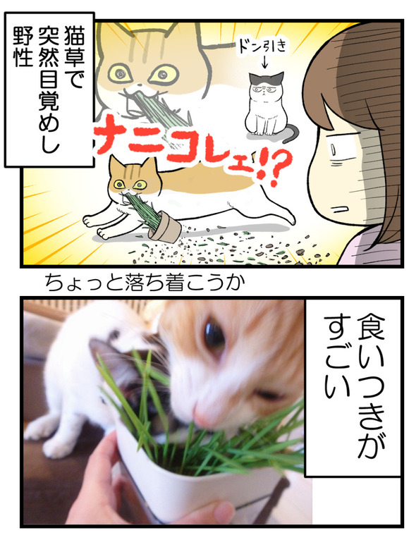 08.はじめての猫草3