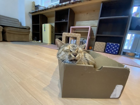 猫さん2