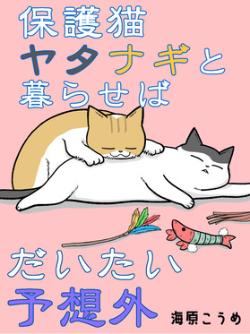 新表紙