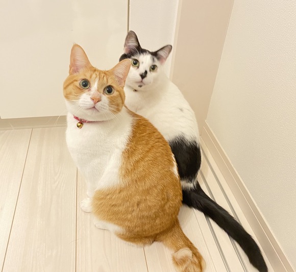地震直後の猫さん