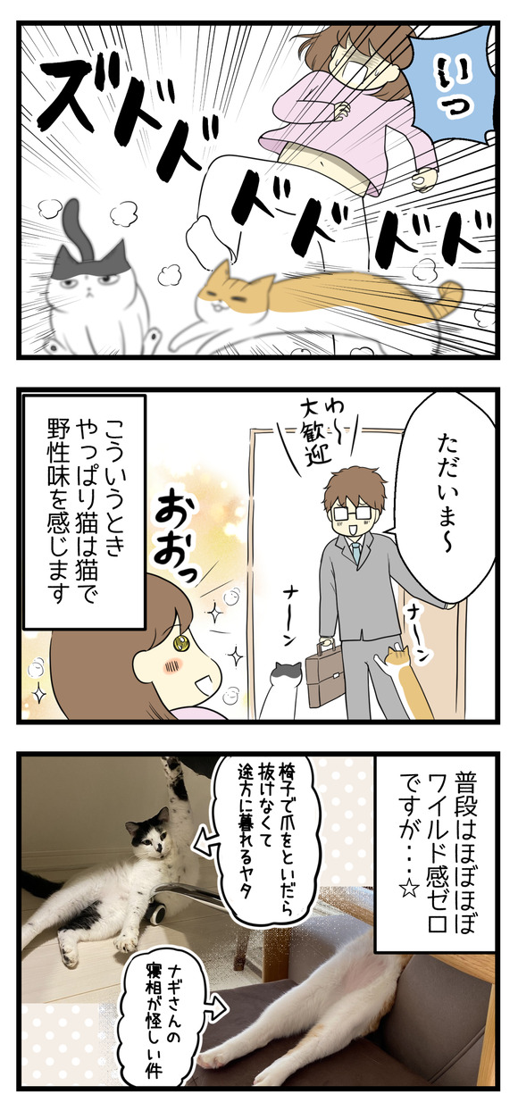 猫たちが騒ぎ出して、夫が帰宅するという。普段は野性味がない猫たちですが、夫の帰宅感知能力は半端ないです!